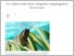 [thumbnail of Újra trópusi lepkék várják a látogatókat szegedi egyetemi füvészkertben - A hírek főutcája.pdf]